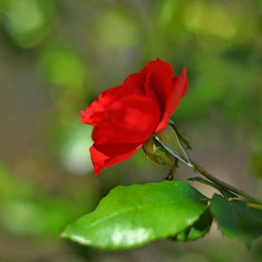 Hybridní čajová růže 'Cygne Noir', 2l květináč