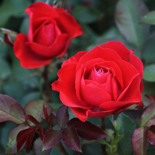 Hybridní čajová růže 'Cygne Noir', 2l květináč