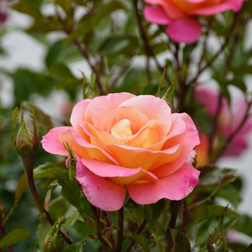 Hybridní čajová růže 'Bicolette', 4l květináč