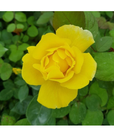 Velkokvětá růže 'Arthur Bell' květináč, 2l