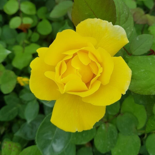 Velkokvětá růže 'Arthur Bell' květináč, 2l