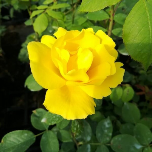 Velkokvětá růže 'Arthur Bell' květináč, 2l