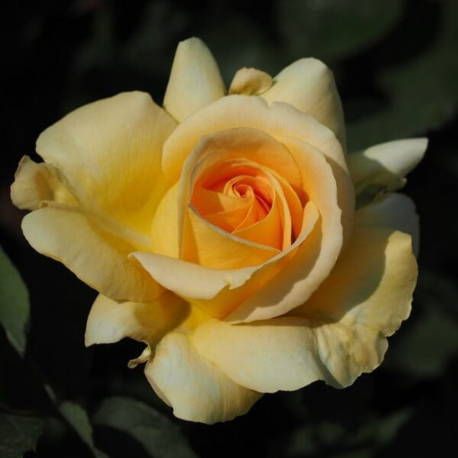 Velkokvětá růže 'Arthur Bell' květináč, 2l