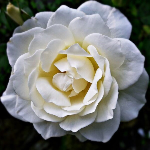 Velkokvětá růže 'Artemia' květináč, 2l