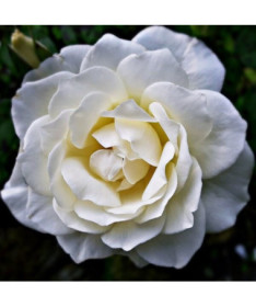 Velkokvětá růže 'Artemia' květináč, 2l