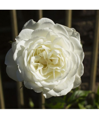 Velkokvětá růže 'Artemia' květináč, 2l