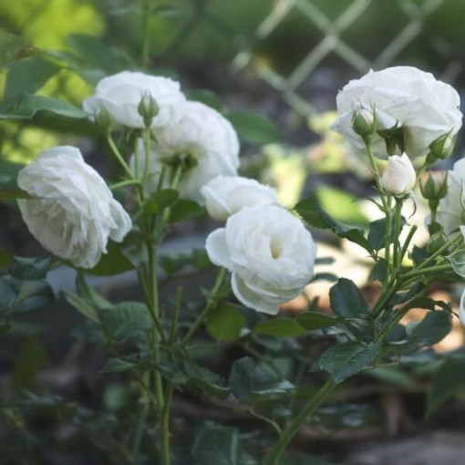 Velkokvětá růže 'Artemia' květináč, 2l