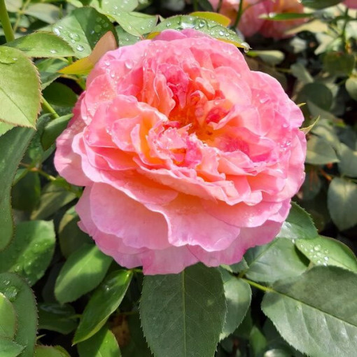 Velkokvětá růže 'Alojse' květináč, 2l