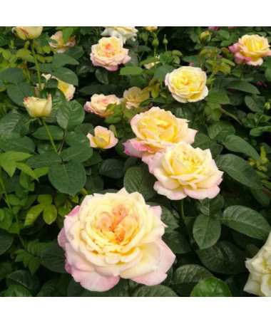 Velkokvětá růže 'Alojse' květináč, 2l