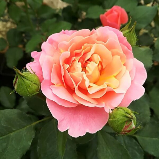 Velkokvětá růže 'Alojse' květináč, 2l