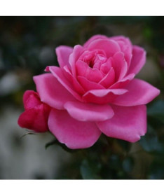 Keřová růže 'Tanal' květináč, 2l