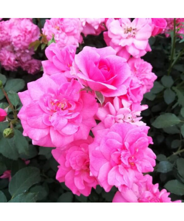 Keřová růže 'Tanal' květináč, 2l