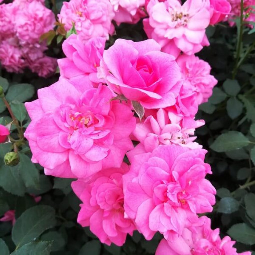 Keřová růže 'Tanal' květináč, 2l