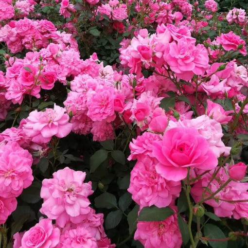 Keřová růže 'Tanal' květináč, 2l