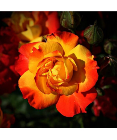 Keřová růže 'Rumba' květináč, 4l