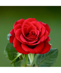 Keřová růže 'Nina Weibull' květináč, 2L