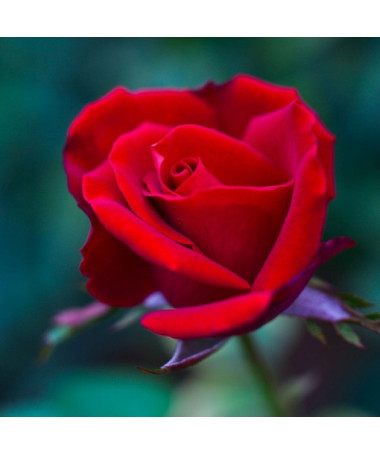 Keřová růže 'Nina Weibull' květináč, 2L