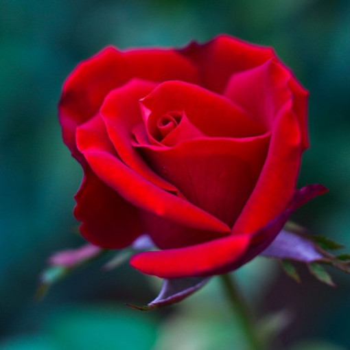 Keřová růže 'Nina Weibull' květináč, 2L