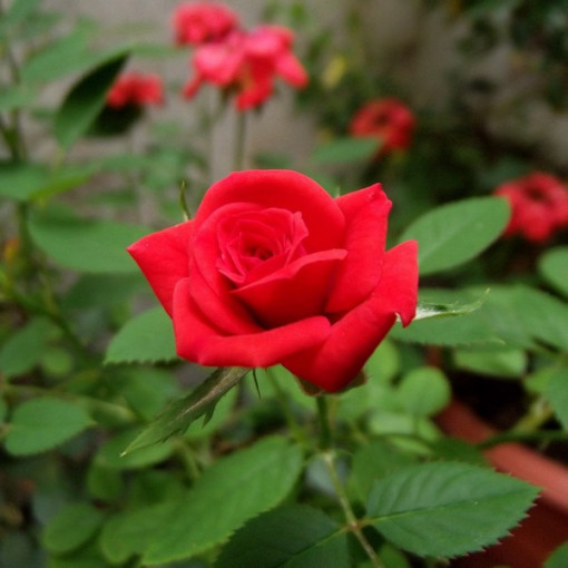 Keřová růže 'Nina Weibull' květináč, 2L