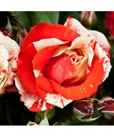 Růže záhonová 'Hanky Panky', 2l nádoba