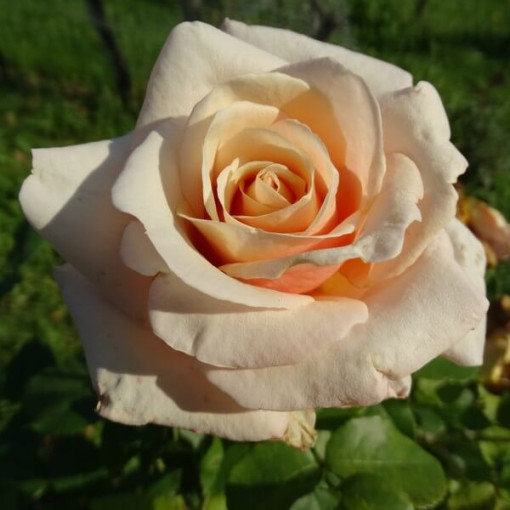 Růže záhonová 'Apricot Nectar', 4l nádoba