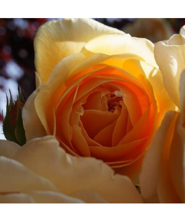 Růže záhonová 'Apricot Nectar', 4l nádoba