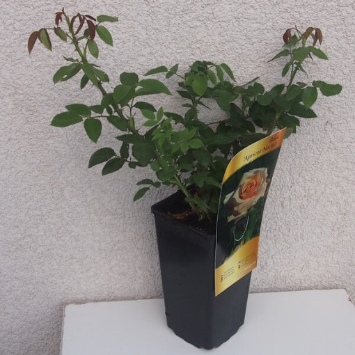 Růže záhonová 'Apricot Nectar', 4l nádoba