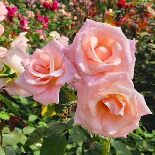 Popínavá růže 'Sweet Velvet' květináč, 2l