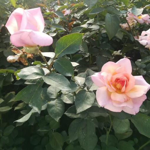 Popínavá růže 'Sweet Velvet' květináč, 2l
