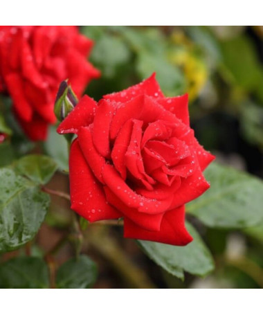 Popínavá růže 'Paul's Scarlet Climber' květináč, 2l