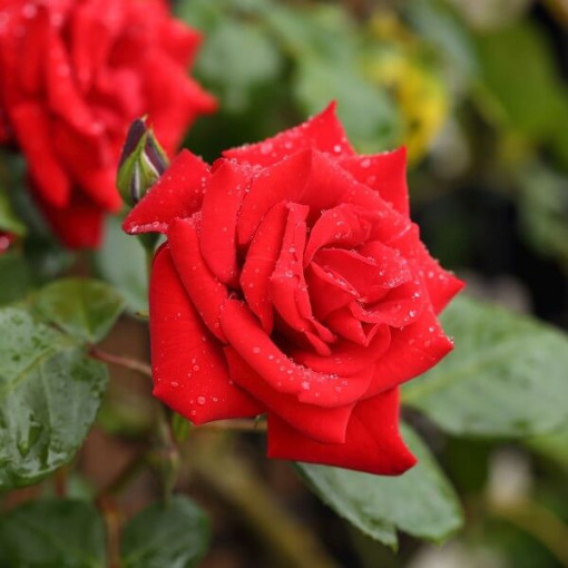 Popínavá růže 'Paul's Scarlet Climber' květináč, 2l