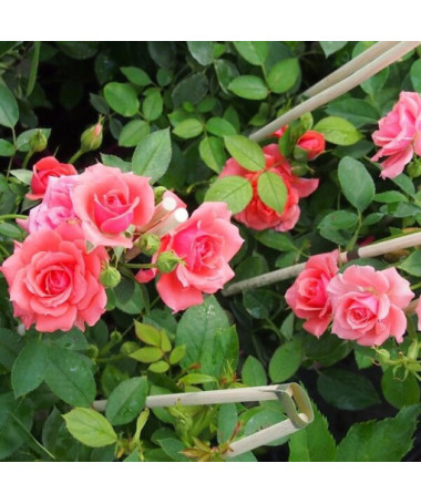 Popínavá růže 'Paul Noel' květináč, 2l