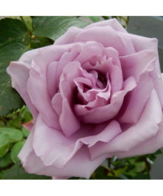 Popínavá růže 'Indigoletta' květináč, 2l