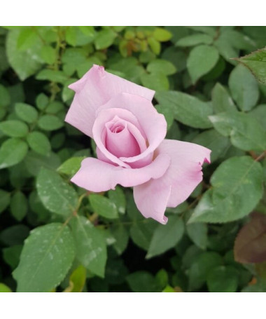 Popínavá růže 'Indigoletta' květináč, 2l