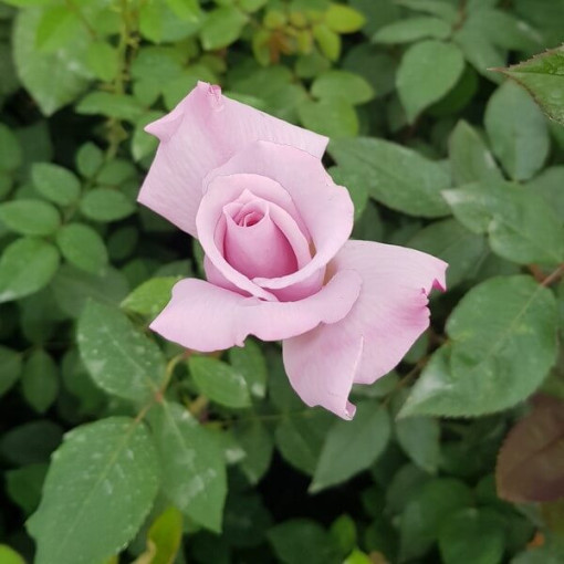 Popínavá růže 'Indigoletta' květináč, 2l