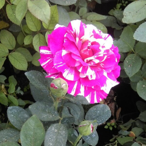 Popínavá růže 'Ferdinand Pichard' v květináči, 4L