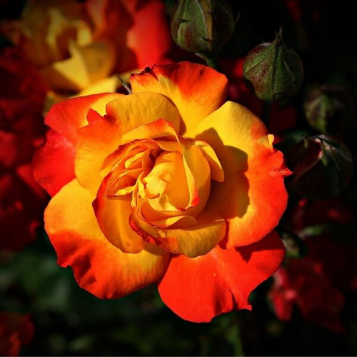 Popínavá růže 'Climbing Rumba' v 4L květináči.