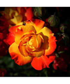 Popínavá růže 'Climbing Rumba' v 4L květináči.