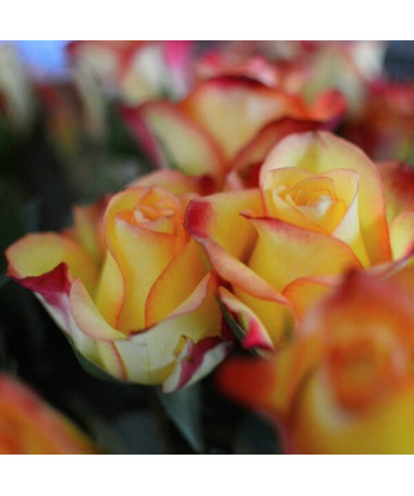 Popínavá růže 'Climbing Rumba' v 4L květináči.