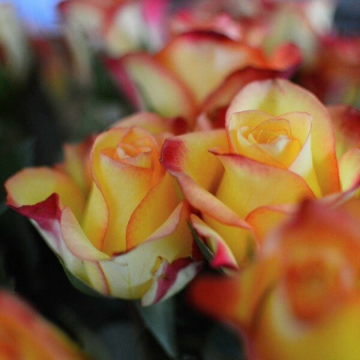 Popínavá růže 'Climbing Rumba' v 4L květináči.