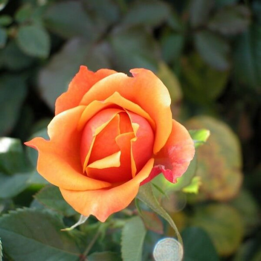 Popínavá růže 'Climbing Rumba' v 2L květináči.