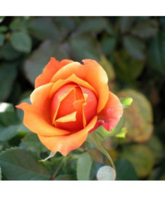 Popínavá růže 'Climbing Rumba' v 2L květináči.