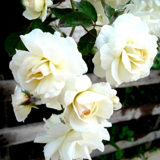 Popínavá růže 'Climbing Iceberg' v 2L květináči.