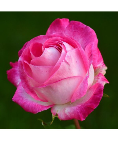 Popínavá růže 'Alexandrina Victoria' květináč, 2l