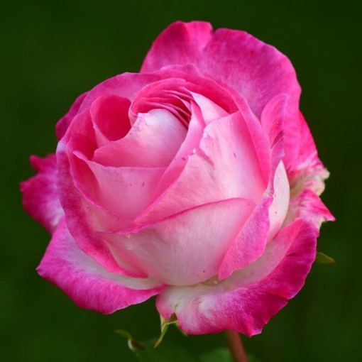 Popínavá růže 'Alexandrina Victoria' květináč, 2l