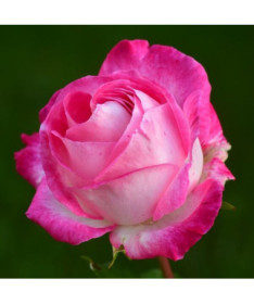 Popínavá růže 'Alexandrina Victoria' květináč, 2l