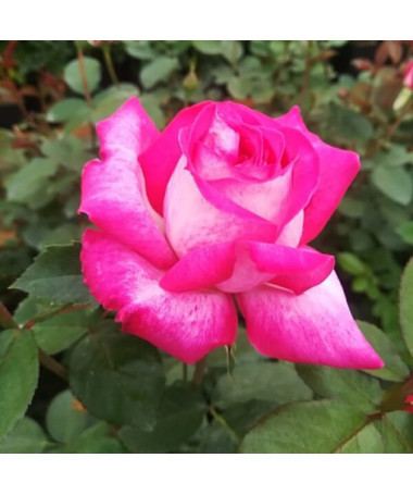 Popínavá růže 'Alexandrina Victoria' květináč, 2l