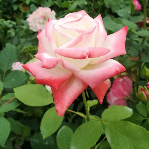 Popínavá růže 'Alexandrina Victoria' květináč, 2l