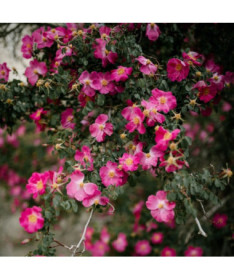 Pokryvná růže 'Pink the Fairy' květináč, 2l