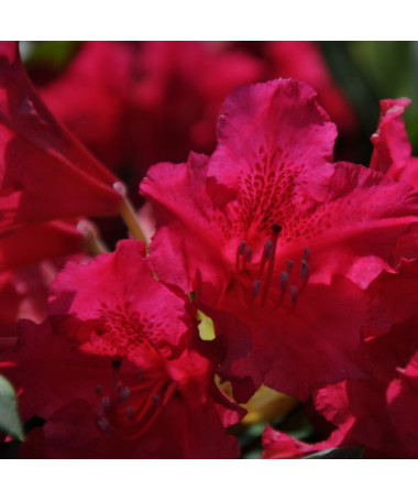 Rododendron (Azalka) Scarlet Wonder P9/C1